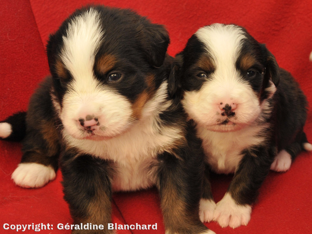 chiots en sevrage